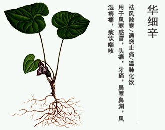 華細(xì)辛